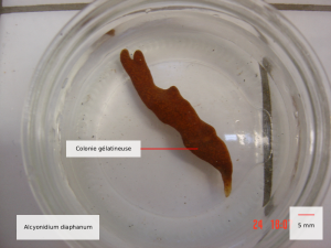 alcyonidium diaphanum