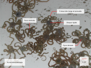 amphiura brachiata