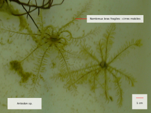 antedon sp.