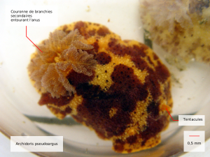 archidoris pseudoargus
