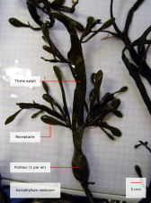 ascophyllum_nodosum