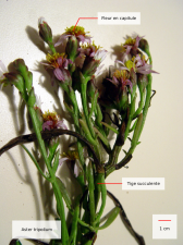 aster tripolium