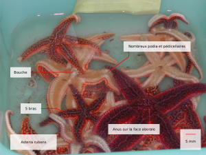asterias rubens