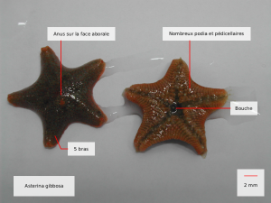 asterina gibbosa