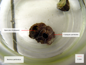 balanus perforatus