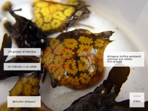 botryllus schlosseri