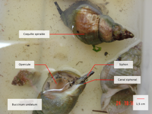 Buccinum undatum