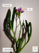 cakile maritima