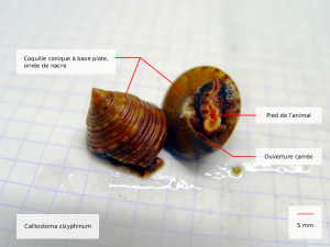 Calliostoma zizyphinum