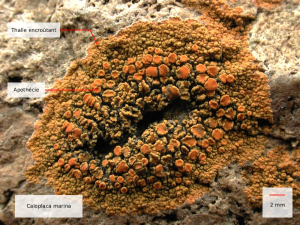 Caloplaca marina