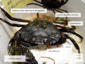 carcinus maenas