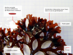 chondrus crispus