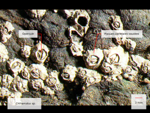 chthamalus sp.