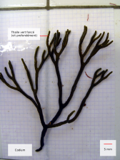 codium sp.