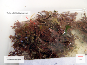 corallina elongata