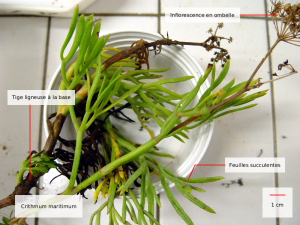 Crithmum maritimum
