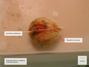 echinocardium cordatum