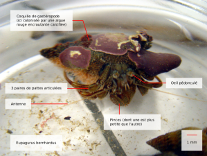 eupagurus bernhardus