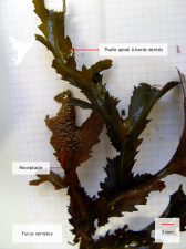 fucus_serratus