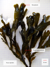 fucus spiralis