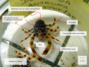 galathea strigosa