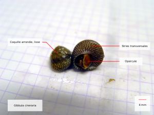 Gibbula cineraria