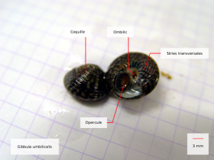 Gibbula umbilicalis