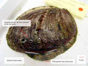 Haliotis tuberculata