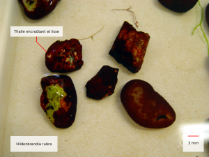 hildenbrandia rubra