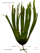 laminaria digitata