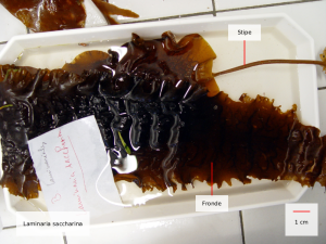 laminaria saccharina