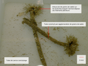 lanice conchylega