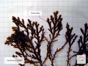 laurencia pinnatifida