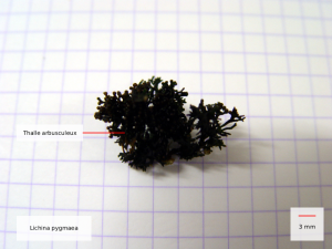 Lichina pygmaea