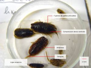 ligia oceanica