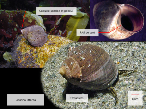 Littorina littorea