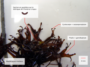 mastocarpus stellatus