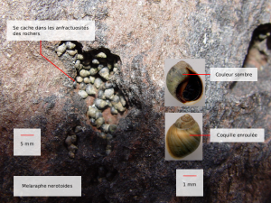 Melaraphe neritoides