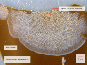 membranipora membranacea