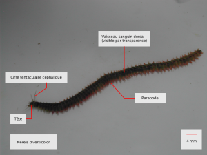 nereis diversicolor