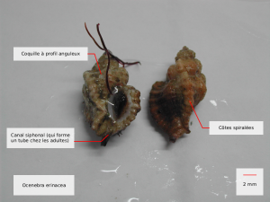 Ocenebra erinacea