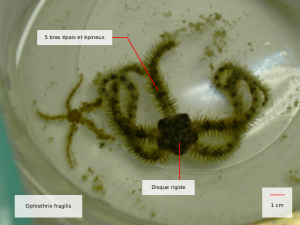 ophiothrix fragilis
