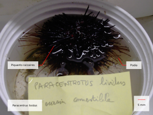 paracentrotus lividus