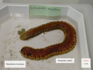 polyodontes maxillosus