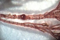Polysiphonia lanosa