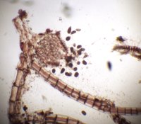 Polysiphonia lanosa