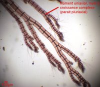 Polysiphonia lanosa