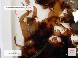 porphyra linearis.html