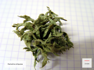 Ramalina siliquosa