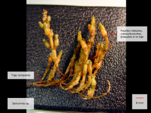 salicornia sp.html